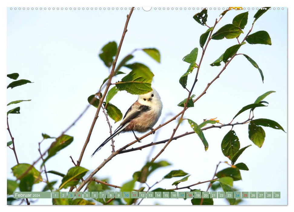 Long-tailed tits (CALVENDO wall calendar 2024) 