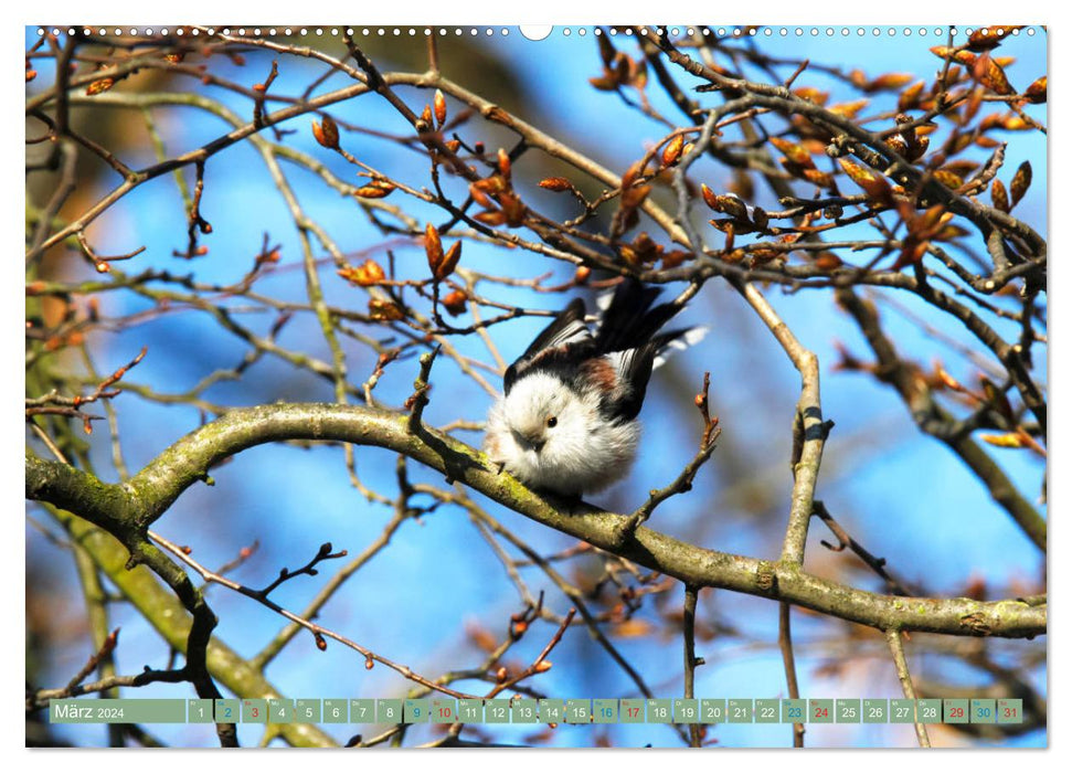 Long-tailed tits (CALVENDO wall calendar 2024) 