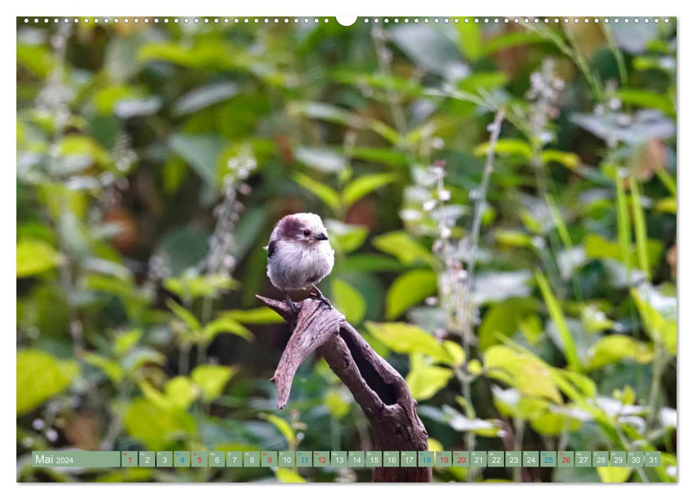 Long-tailed tits (CALVENDO wall calendar 2024) 