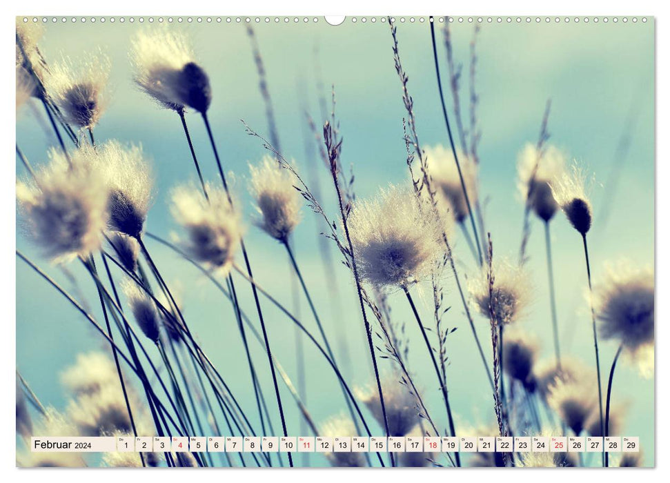 Cotton Grass Magic (CALVENDO Premium Wall Calendar 2024) 