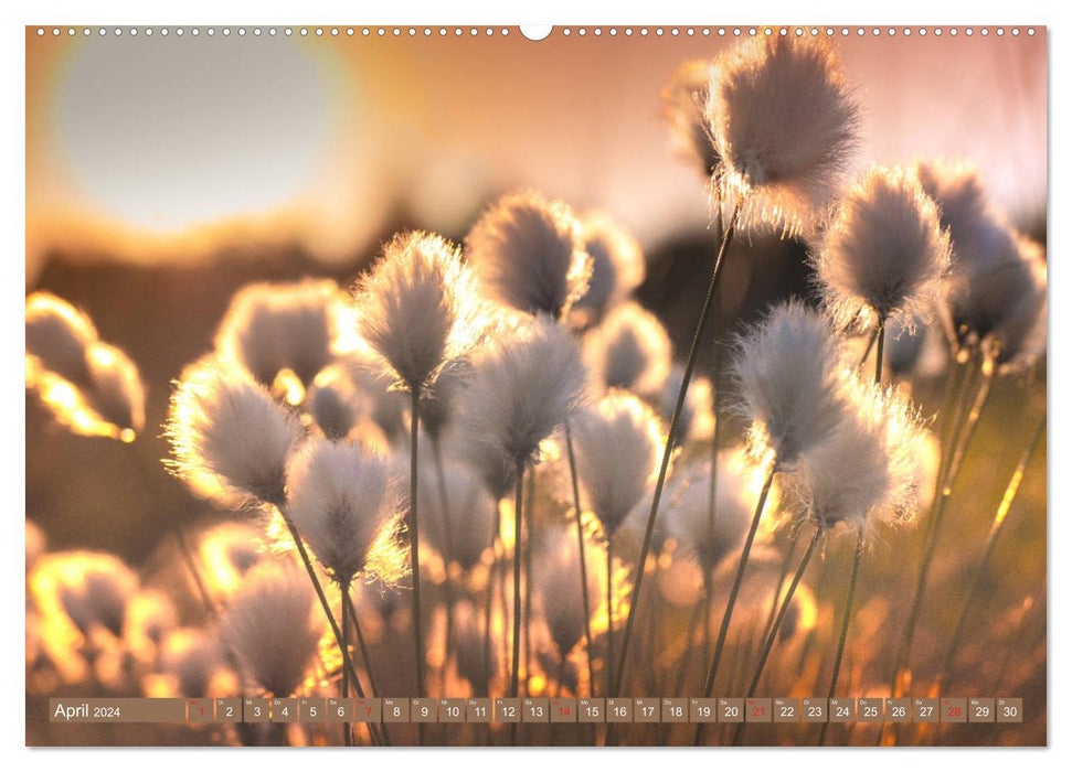 Cotton Grass Magic (CALVENDO Premium Wall Calendar 2024) 