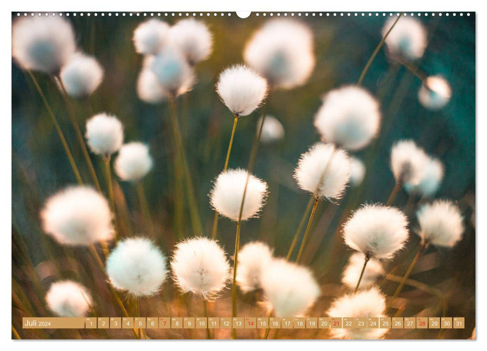 Cotton Grass Magic (CALVENDO Premium Wall Calendar 2024) 