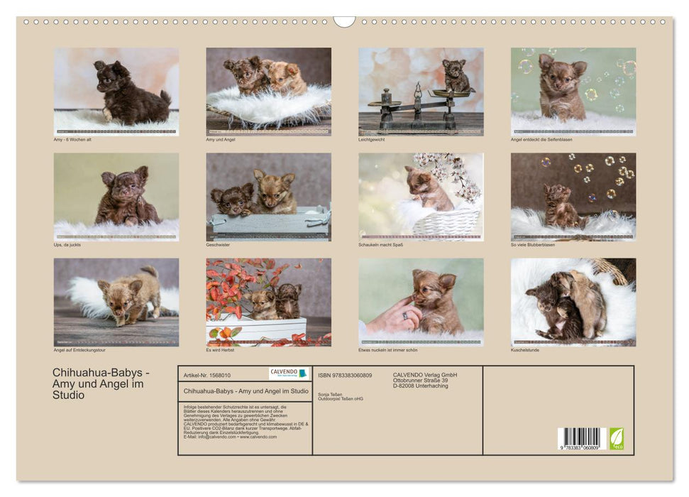 Chihuahua babies - Amy and Angel in the studio (CALVENDO wall calendar 2024) 