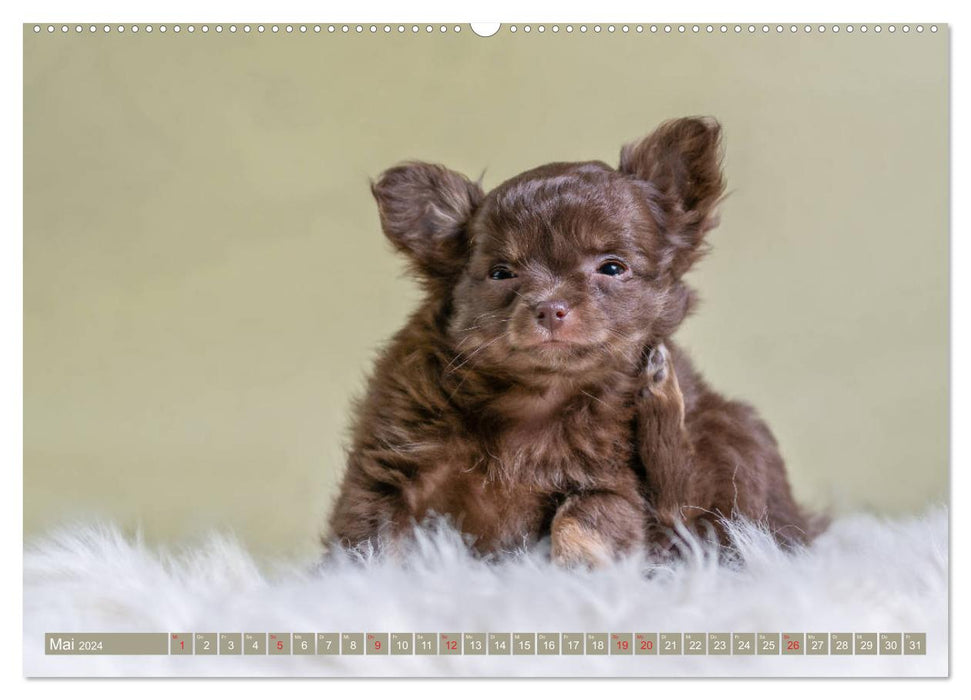 Chihuahua-Babys - Amy und Angel im Studio (CALVENDO Wandkalender 2024)