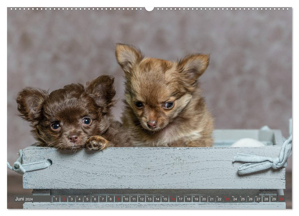 Chihuahua-Babys - Amy und Angel im Studio (CALVENDO Wandkalender 2024)