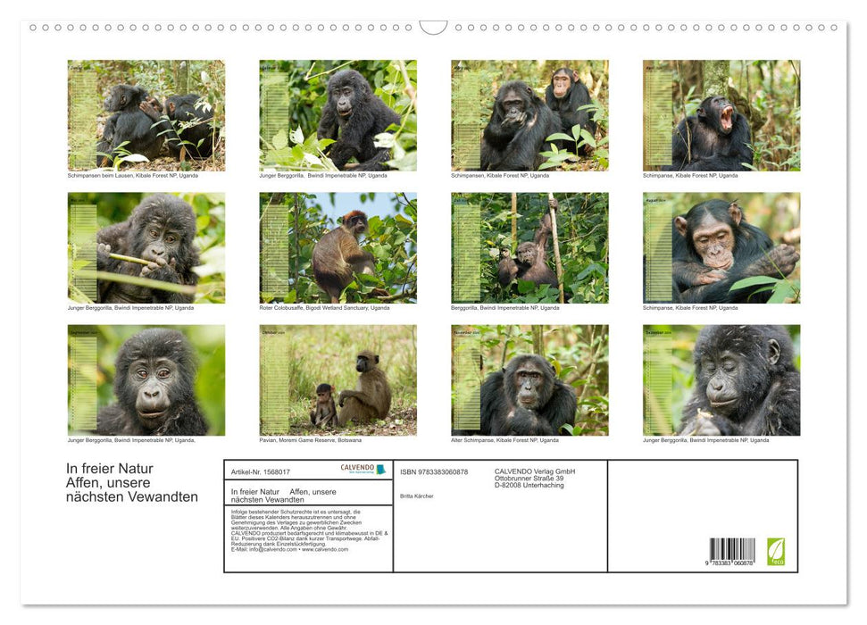 Monkeys in the wild, our closest relatives (CALVENDO wall calendar 2024) 