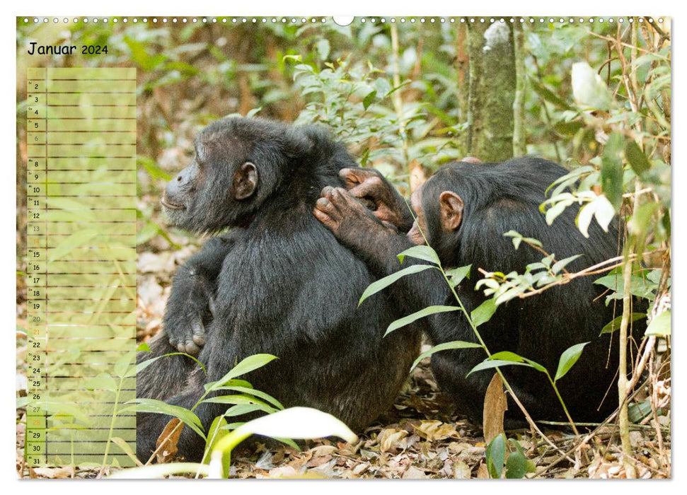 Monkeys in the wild, our closest relatives (CALVENDO wall calendar 2024) 