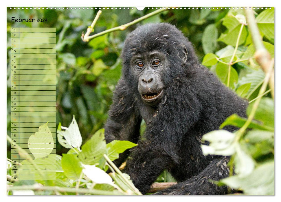 Monkeys in the wild, our closest relatives (CALVENDO wall calendar 2024) 