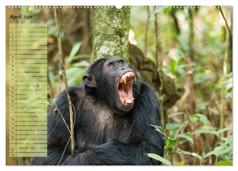 Monkeys in the wild, our closest relatives (CALVENDO wall calendar 2024) 