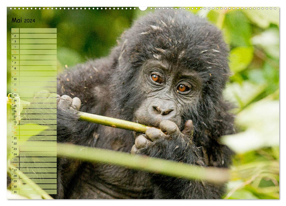 In freier Natur Affen, unsere nächsten Verwandten (CALVENDO Wandkalender 2024)