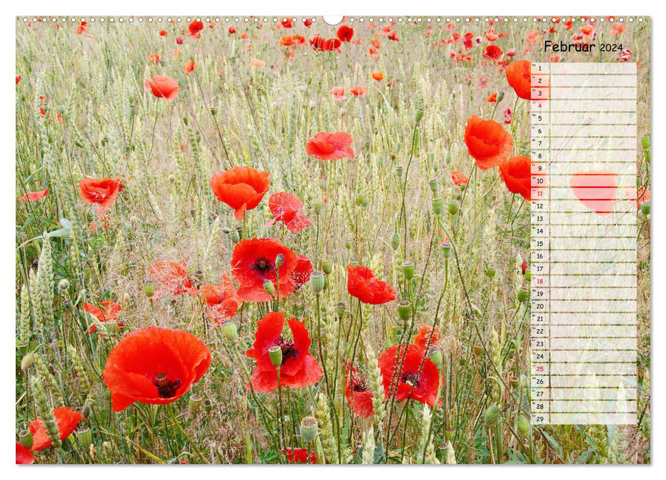 Klatschmohn im Feld (CALVENDO Wandkalender 2024)