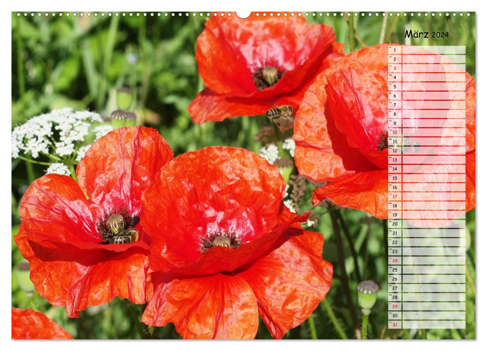 Corn poppies in the field (CALVENDO wall calendar 2024) 