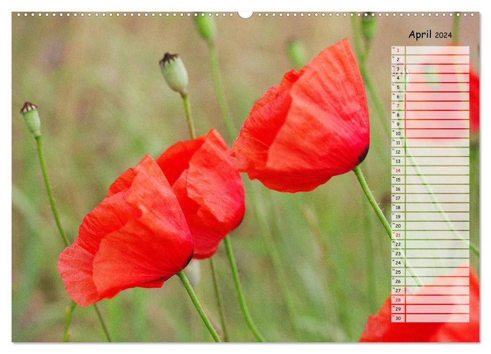 Klatschmohn im Feld (CALVENDO Wandkalender 2024)