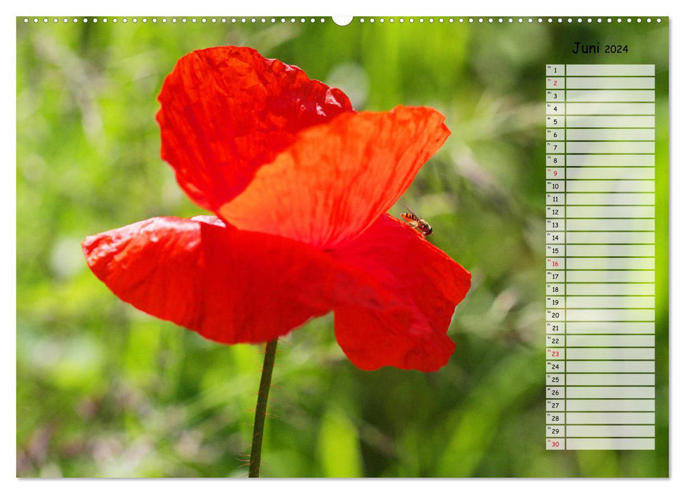 Corn poppies in the field (CALVENDO wall calendar 2024) 