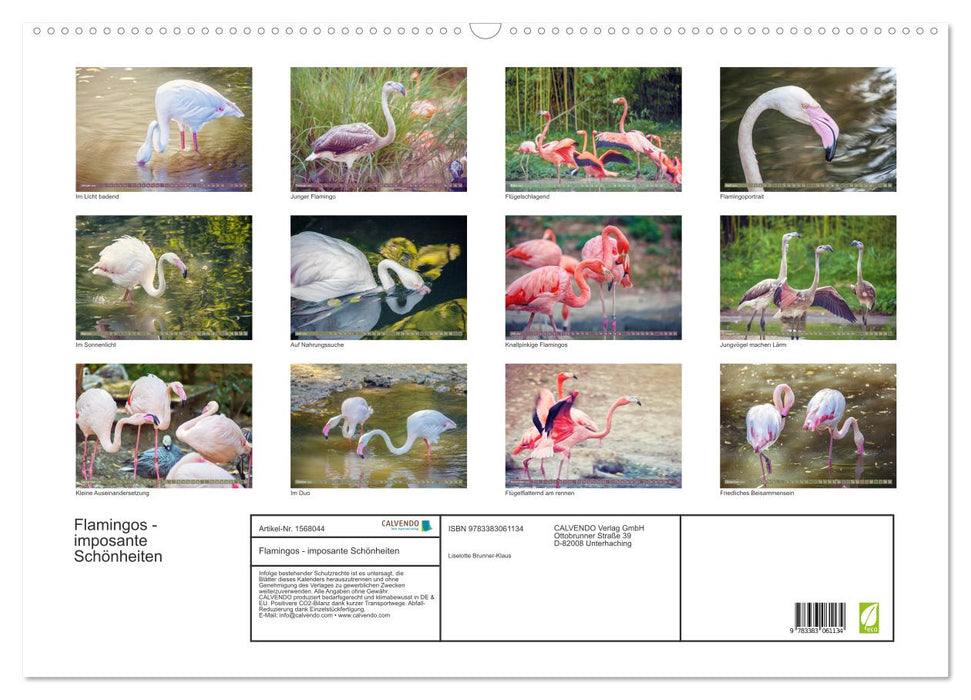 Flamingos - impressive beauties (CALVENDO wall calendar 2024) 