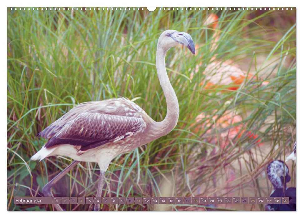 Flamingos - impressive beauties (CALVENDO wall calendar 2024) 