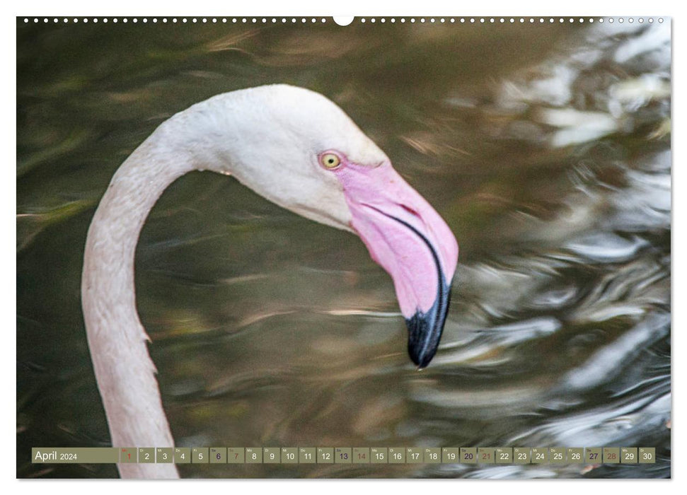 Flamingos - imposante Schönheiten (CALVENDO Wandkalender 2024)