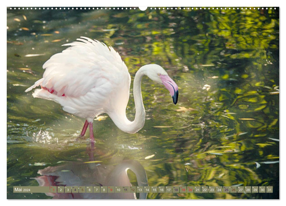 Flamingos - impressive beauties (CALVENDO wall calendar 2024) 