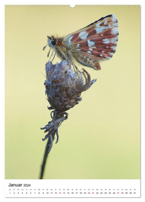 Insekten,Schönheiten der Natur (CALVENDO Wandkalender 2024)