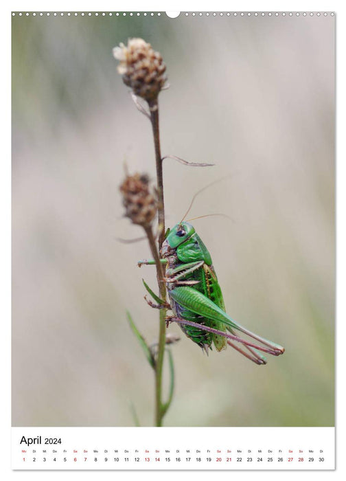Insects, beauties of nature (CALVENDO wall calendar 2024) 