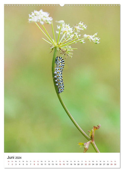 Insects, beauties of nature (CALVENDO wall calendar 2024) 