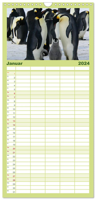 Pingouins - se dandinant en tenue de fête (Agenda familial CALVENDO 2024) 