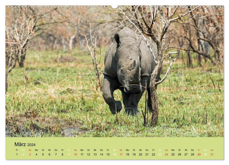 Afrikas Schwergewichte Elefant, Nashorn und Nilpferd (CALVENDO Wandkalender 2024)