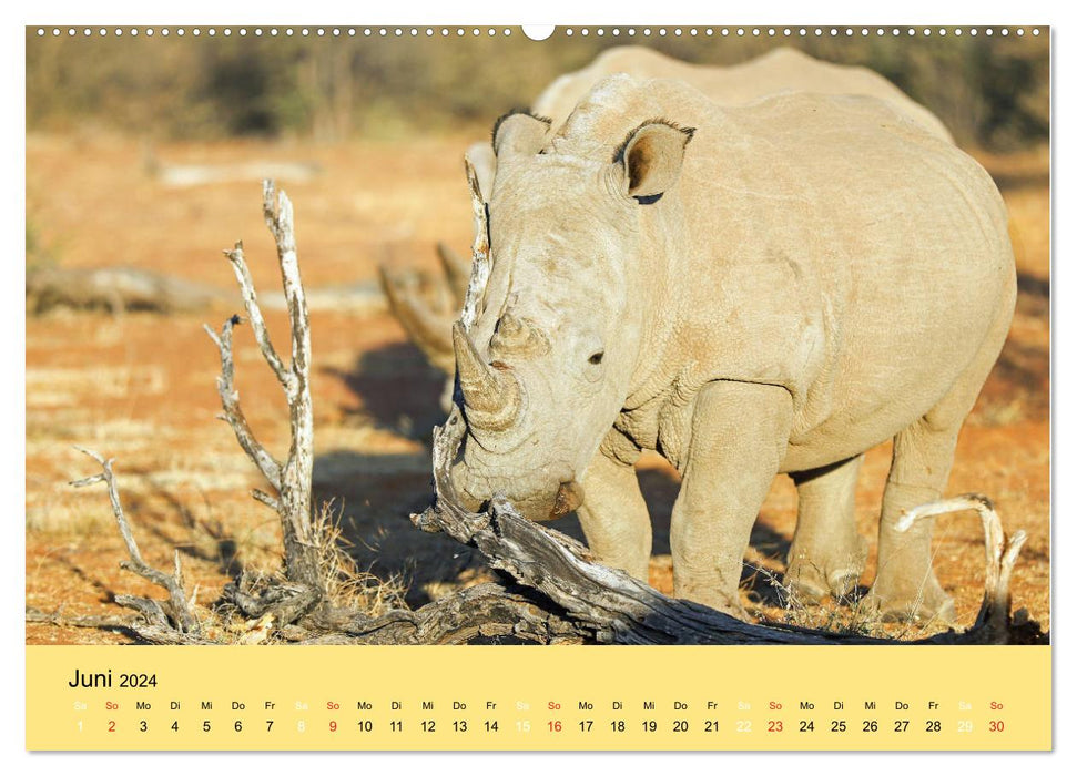 Afrikas Schwergewichte Elefant, Nashorn und Nilpferd (CALVENDO Wandkalender 2024)