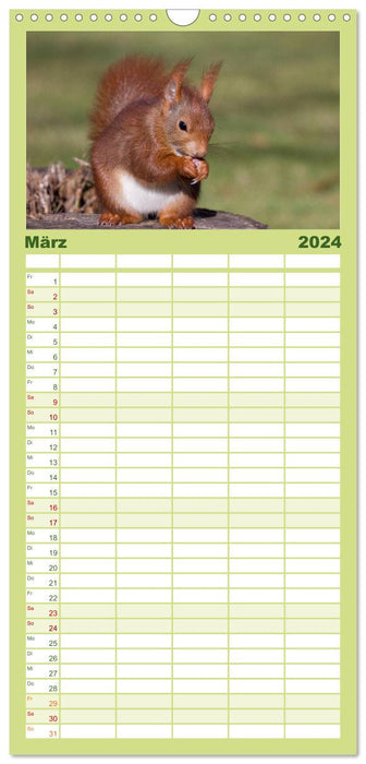 Avec l'écureuil tout au long de l'année (Agenda familial CALVENDO 2024) 