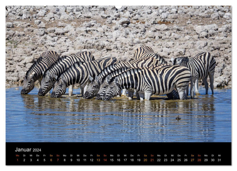 Namibia - einzigartige Tierwelt (CALVENDO Premium Wandkalender 2024)