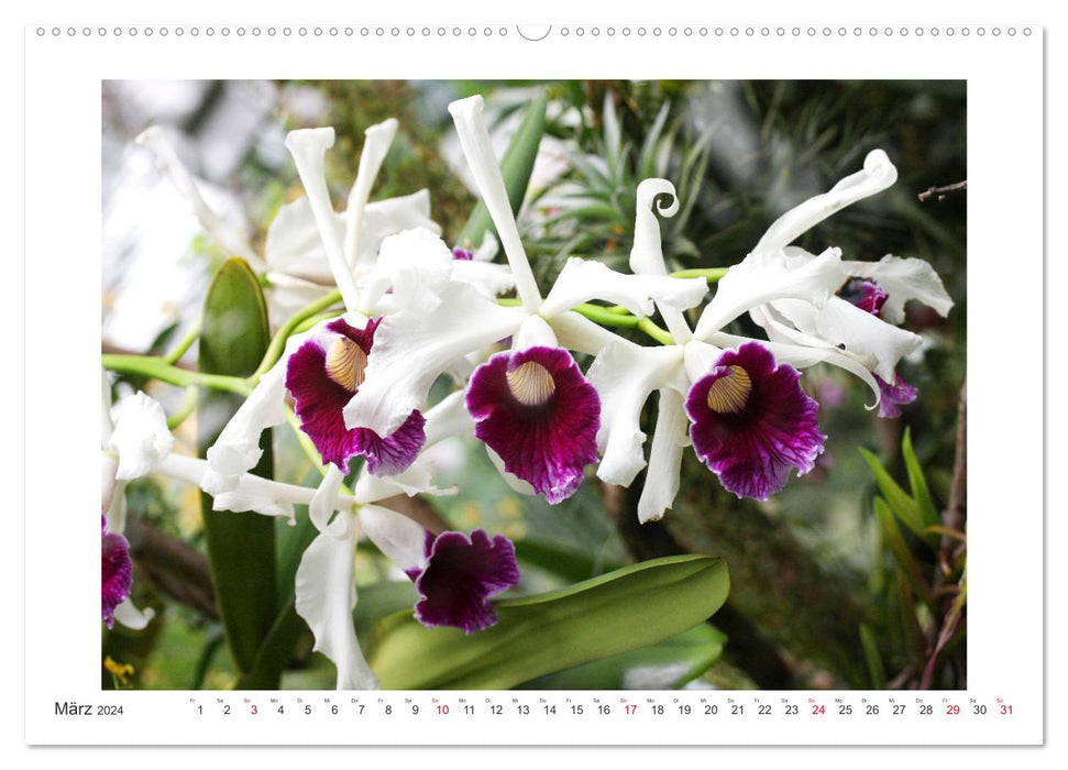 Orchideen Feuerwerk der Farben (CALVENDO Wandkalender 2024)