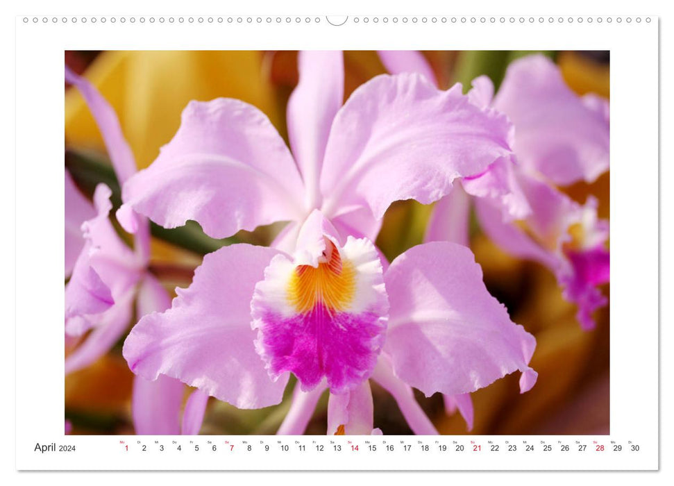Orchideen Feuerwerk der Farben (CALVENDO Wandkalender 2024)