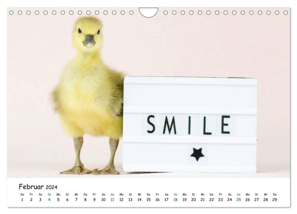 Animal children are very cheeky (CALVENDO wall calendar 2024) 