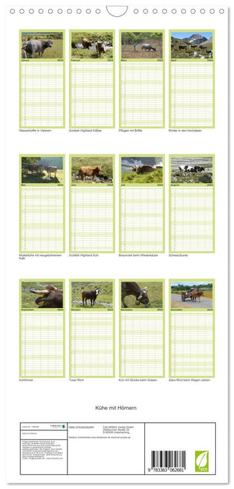 Vaches à cornes (Agenda familial CALVENDO 2024) 