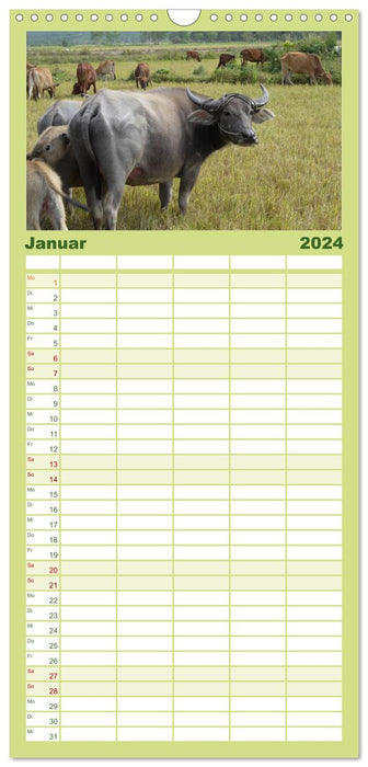 Kühe mit Hörnern (CALVENDO Familienplaner 2024)