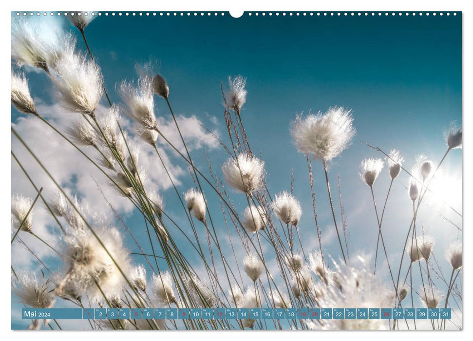 Cotton grass magic (CALVENDO wall calendar 2024) 