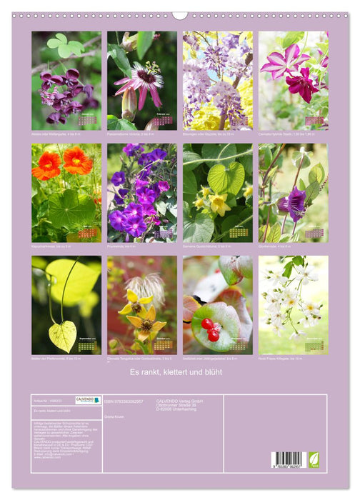 It twines, climbs and blooms (CALVENDO wall calendar 2024) 