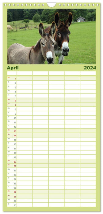 Esel - liebenswerte Langohren (CALVENDO Familienplaner 2024)