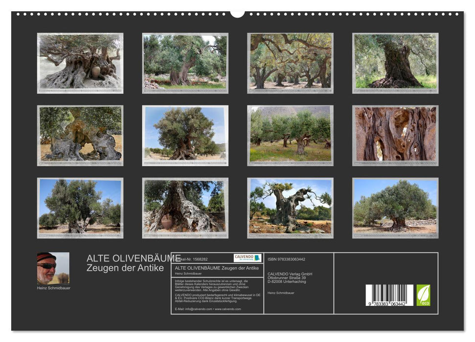OLD OLIVE TREES witnesses to antiquity (CALVENDO Premium Wall Calendar 2024) 