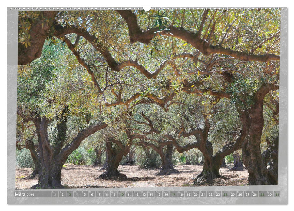OLD OLIVE TREES witnesses to antiquity (CALVENDO Premium Wall Calendar 2024) 