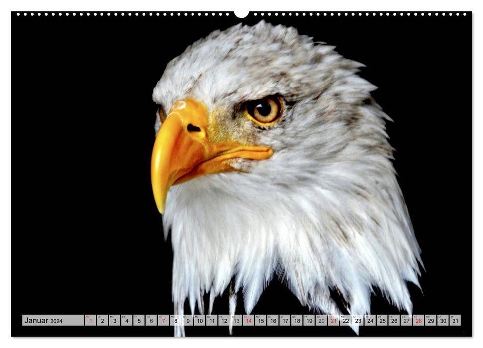Der Weißkopfseeadler - Das Wappentier der USA (CALVENDO Premium Wandkalender 2024)