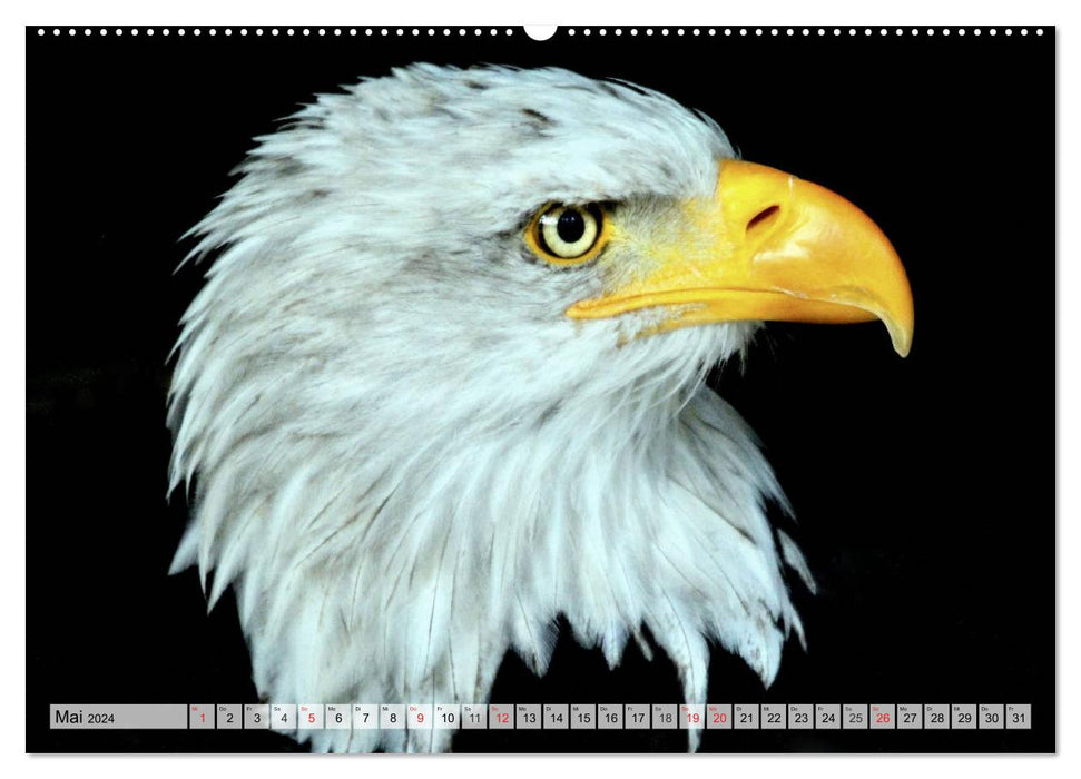 The bald eagle - the heraldic animal of the USA (CALVENDO Premium Wall Calendar 2024) 