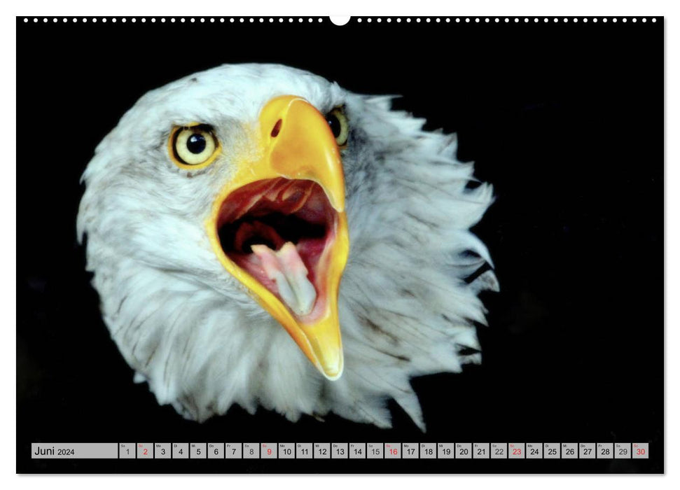 The bald eagle - the heraldic animal of the USA (CALVENDO Premium Wall Calendar 2024) 