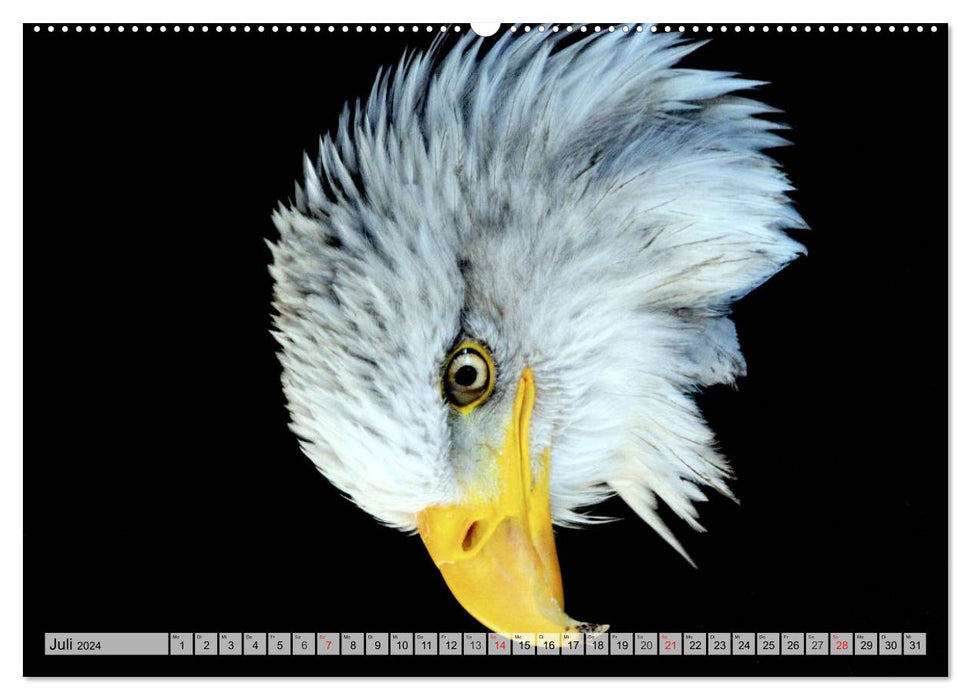 Der Weißkopfseeadler - Das Wappentier der USA (CALVENDO Premium Wandkalender 2024)