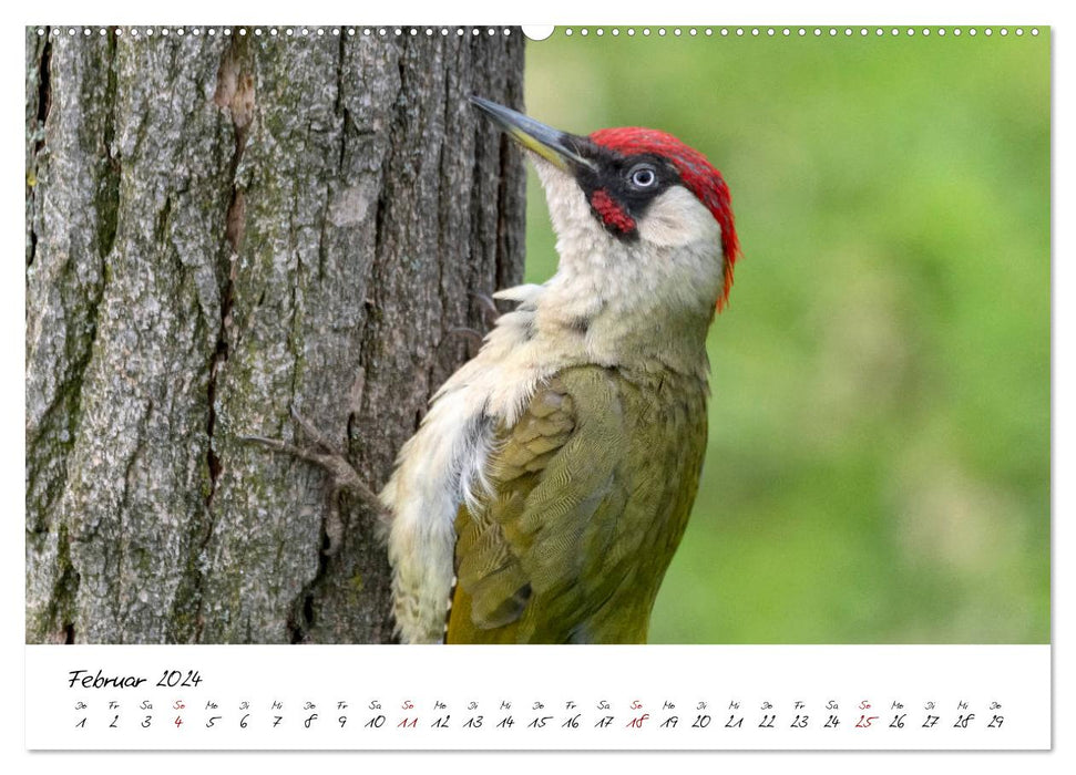 Heimische Vogelwelt (CALVENDO Premium Wandkalender 2024)