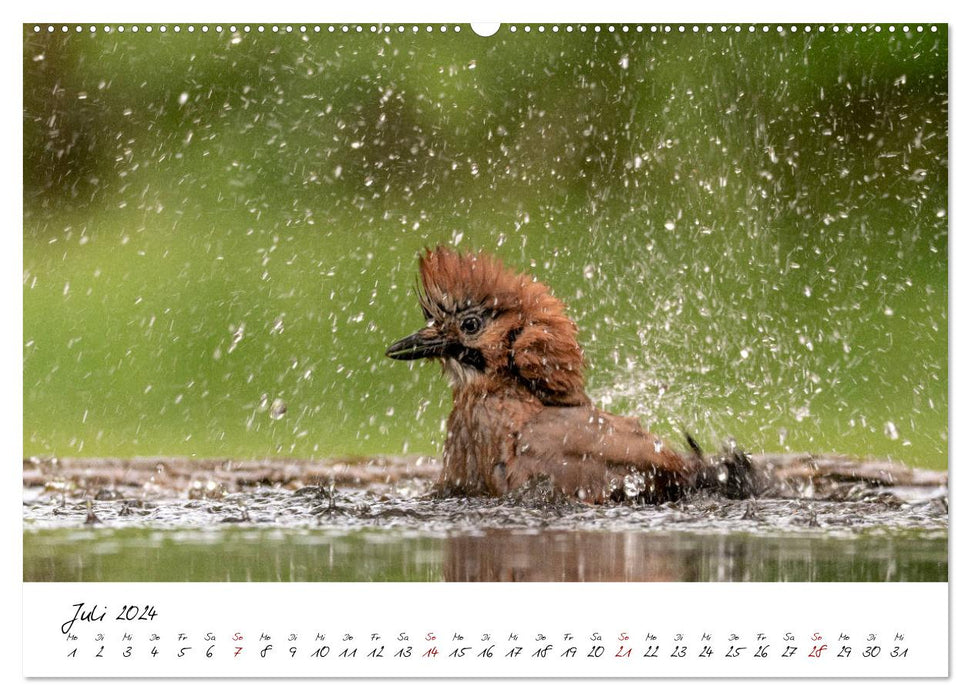 Heimische Vogelwelt (CALVENDO Premium Wandkalender 2024)
