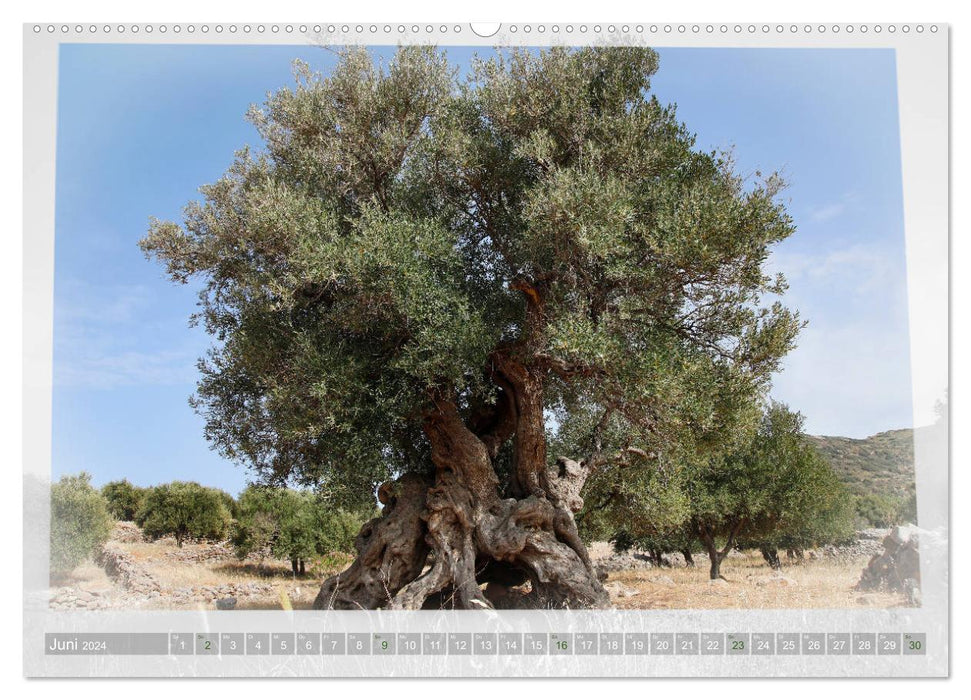 OLD OLIVE TREES witnesses to antiquity (CALVENDO wall calendar 2024) 