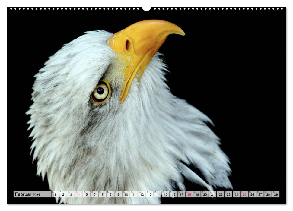 Der Weißkopfseeadler - Das Wappentier der USA (CALVENDO Wandkalender 2024)