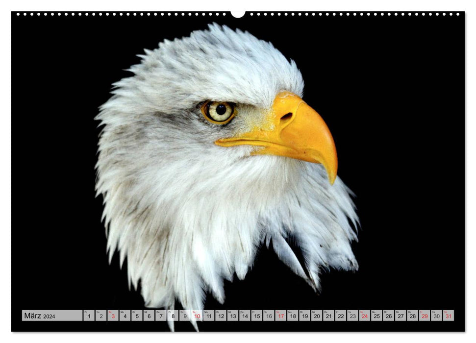 Der Weißkopfseeadler - Das Wappentier der USA (CALVENDO Wandkalender 2024)