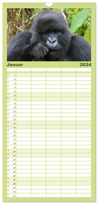 Gorilles de montagne - les gentils géants (Agenda familial CALVENDO 2024) 